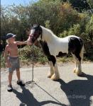 12.2hh Ride & Drive Mare