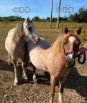 Welsh Section A Geldings
