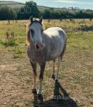 Welsh Section A Geldings