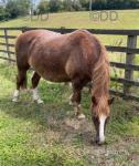 Dolderwydd Morwena, 14hh Welsh Section D Mare
