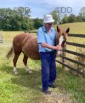 Dolderwydd Morwena, 14hh Welsh Section D Mare