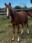 Lucren Larissa, 3 Year Old Filly