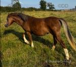 Suzie, Yearling Filly