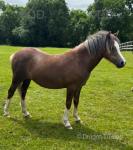 Suzie, Yearling Filly