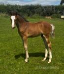 Lucren Limited Edition, Colt Foal