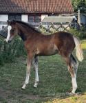 Lucren Limited Edition, Colt Foal