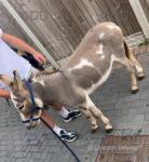 Jack Donkey