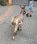 Jack Donkey