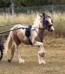 Rambo, Driving Colt