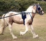 Rambo, Driving Colt