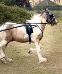 Rambo, Driving Colt