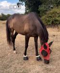 Mini, 16.1hh Thoroughbred Riding Gelding