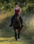 Mini, 16.1hh Thoroughbred Riding Gelding