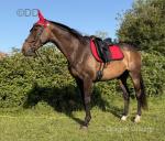 Mini, 16.1hh Thoroughbred Riding Gelding