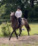 Mini, 16.1hh Thoroughbred Riding Gelding
