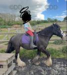 12hh Ride & Drive Mare