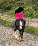12hh Ride & Drive Mare