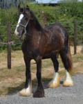 SD Bellissima, Yearling Filly