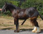 SD Bellissima, Yearling Filly