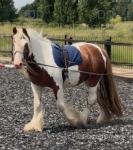 Featherfoot Rockstar, 3 Year Old Gelding