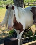 Featherfoot Rockstar, 3 Year Old Gelding