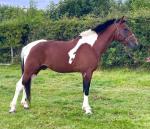 Tom, 16hh Driving Gelding