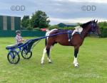 Tom, 16hh Driving Gelding