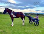 Tom, 16hh Driving Gelding