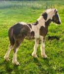 Filly Foal
