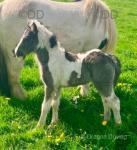 Filly Foal
