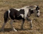Colts