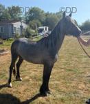 Driving Filly
