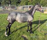 Driving Filly