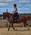 14.3hh Welsh Section D Mare
