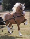 14.3hh Welsh Section D Mare