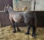 Yearling Fell Filly