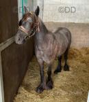 Yearling Fell Filly