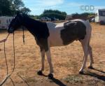 15.1hh Driving Gelding
