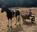 15.1hh Driving Gelding