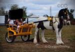 12.2hh Ride & Drive Mare
