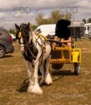 12.2hh Ride & Drive Mare