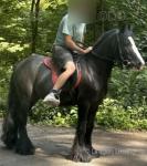 12.3hh Ride & Drive Gelding