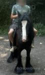 12.3hh Ride & Drive Gelding