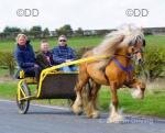 14.2hh Ride & Drive Stallion
