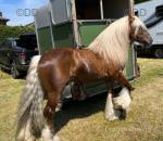 14.2hh Ride & Drive Stallion