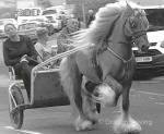 14.2hh Ride & Drive Stallion