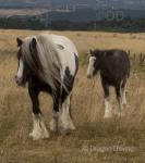 Mary, 11hh Mare with Colt Foal at Foot