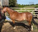 Beros Lotus Blossom, 11.2hh Welsh Section A Mare