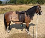 Beros Lotus Blossom, 11.2hh Welsh Section A Mare
