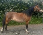 Beros Lotus Blossom, 11.2hh Welsh Section A Mare